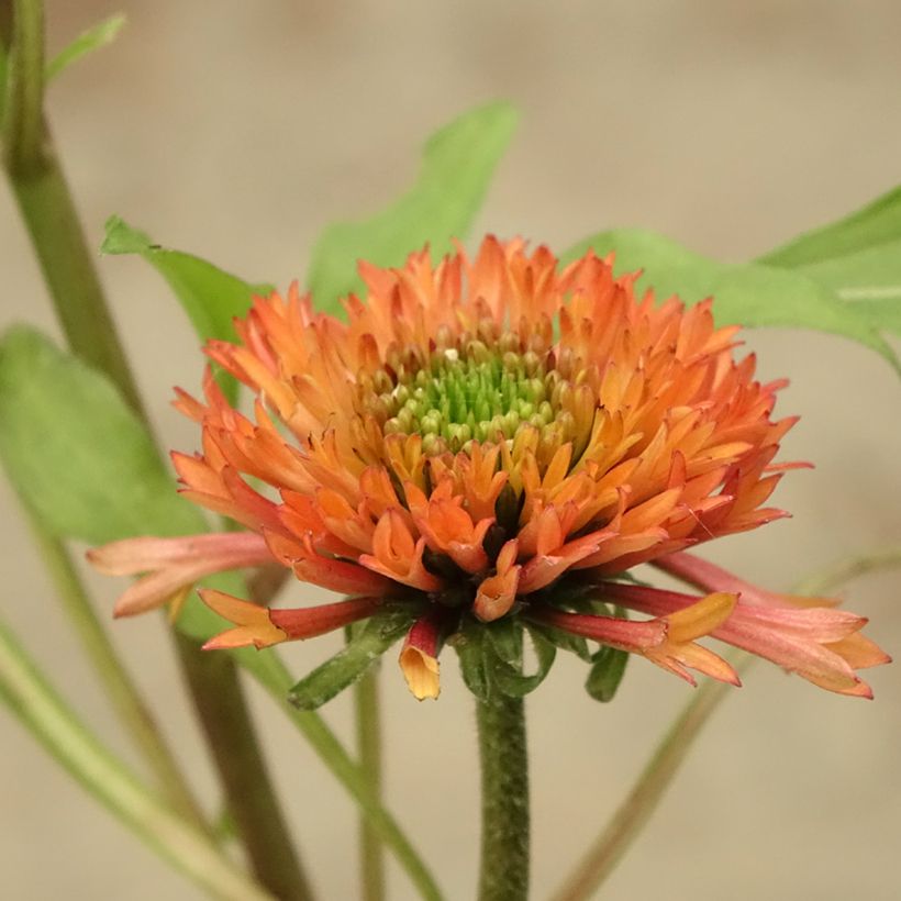 Echinacea purpurea Irresistible - Rode zonnehoed (Bloei)
