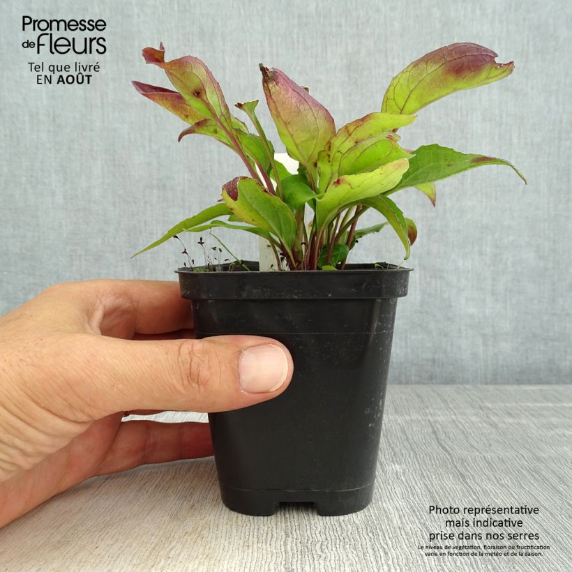 Exemplaar van Echinacea purpurea Leuchtstern - Rode zonnehoed Kweekpotje van 8/9 cm zoals geleverd in de zomer