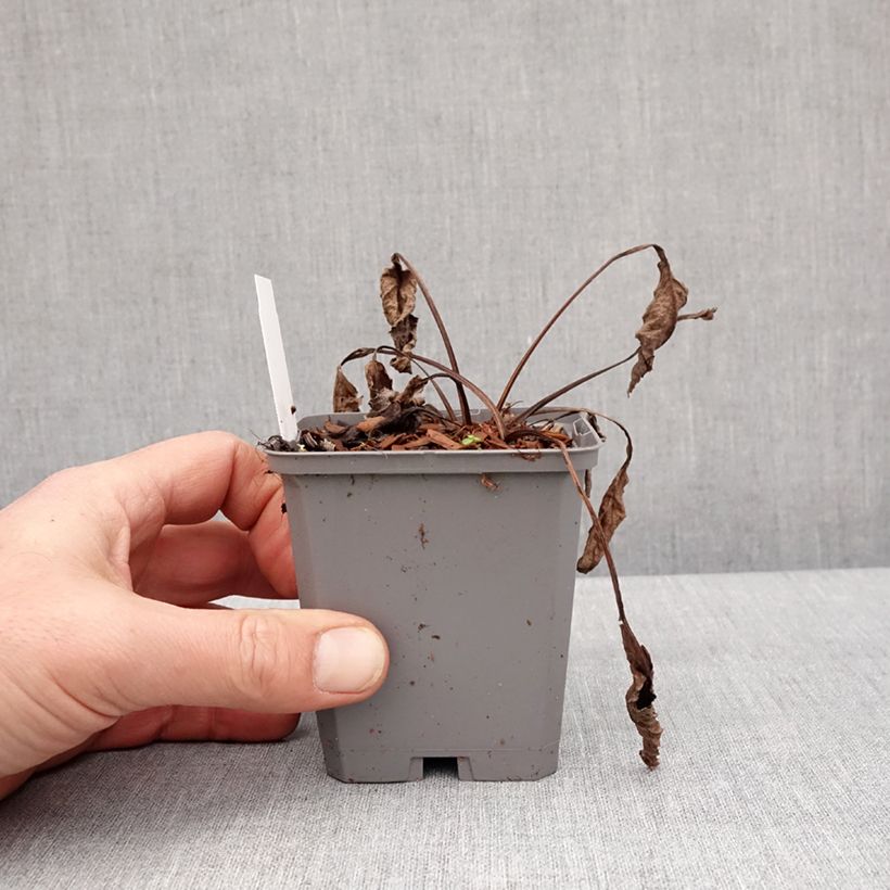 Example of Echinacea purpurea Leuchtstern - Echinacée Kweekpotje van 8/9 cm as you get in hiver