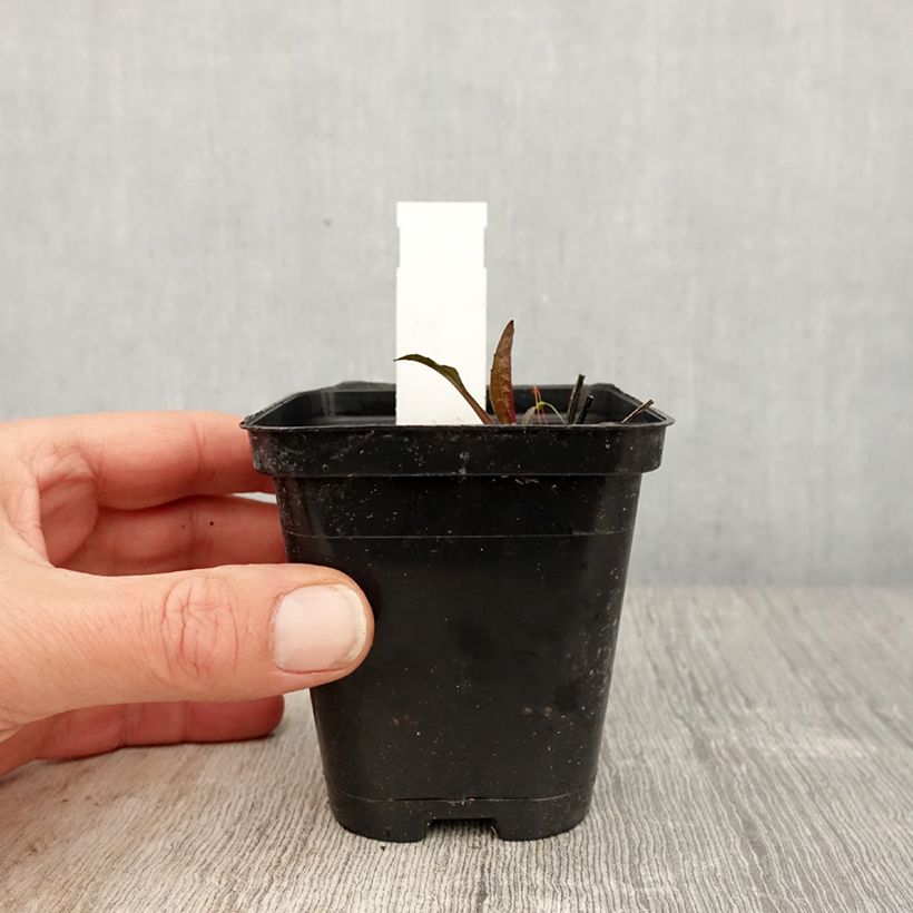 Exemplaar van Echinacea purpurea Leuchtstern - Rode zonnehoed Kweekpotje van 8/9 cm zoals geleverd in de lente