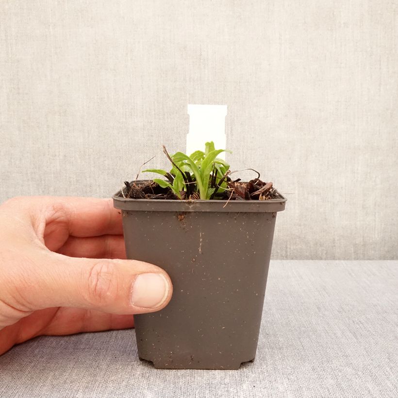 Exemplaar van Echinacea purpurea Milkshake - Rode zonnehoed Kweekpotje van 8/9 cm zoals geleverd in de lente