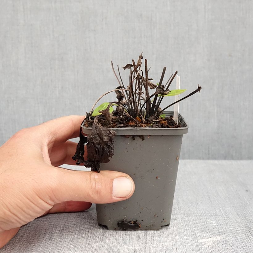 Exemplaar van Echinacea purpurea Milkshake - Rode zonnehoed Kweekpotje van 8/9 cm zoals geleverd in de herfst