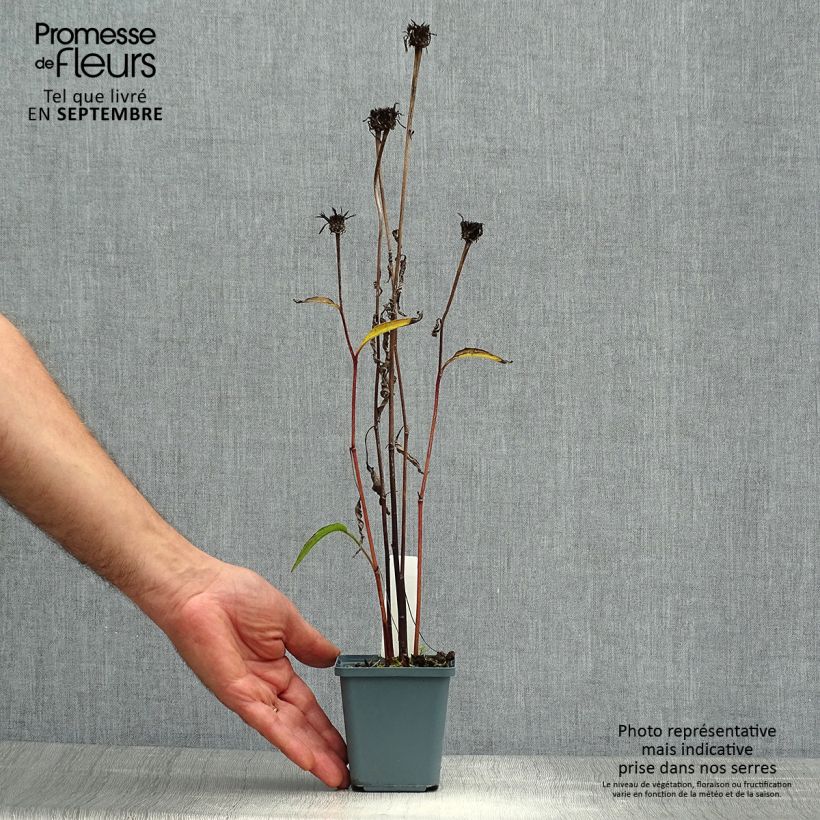 Exemplaar van Echinacea purpurea Pica Bella - Rode zonnehoed Kweekpotje van 8/9 cm zoals geleverd in de herfst