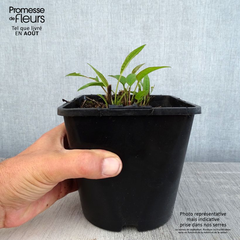 Exemplaar van Echinacea purpurea Pica Bella - Rode zonnehoed Pot van 2 l/3 l zoals geleverd in de zomer