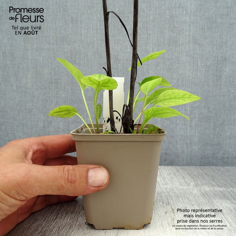 Exemplaar van Echinacea purpurea Razzmatazz - Rode zonnehoed Kweekpotje van 8/9 cm zoals geleverd in de zomer