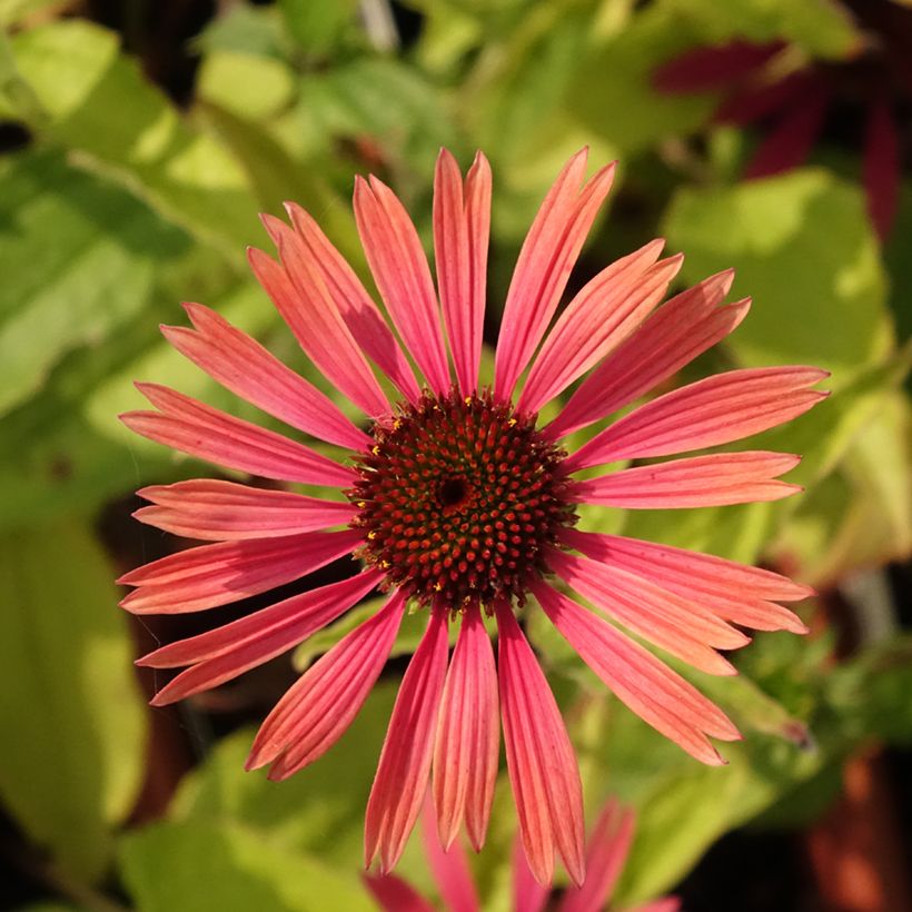 Echinacea purpurea Summer Cocktail - Rode zonnehoed (Bloei)