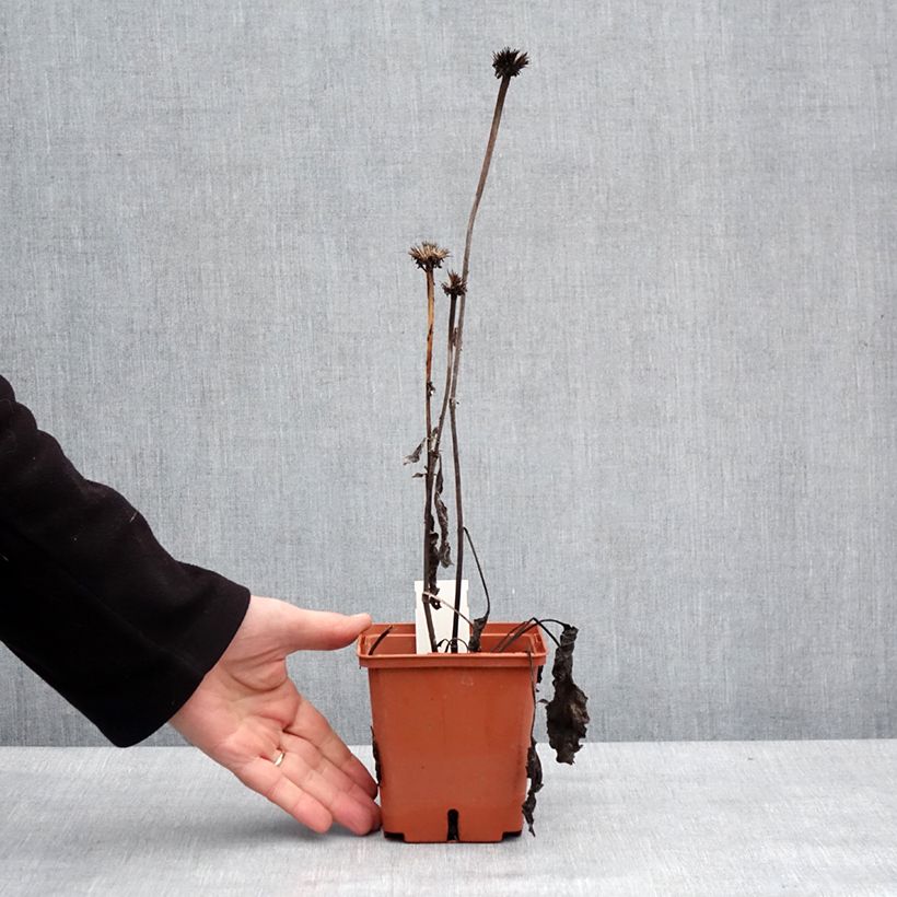 Example of Echinacea purpurea Summer Cocktail Pot van 1 l/1,5 l as you get in hiver