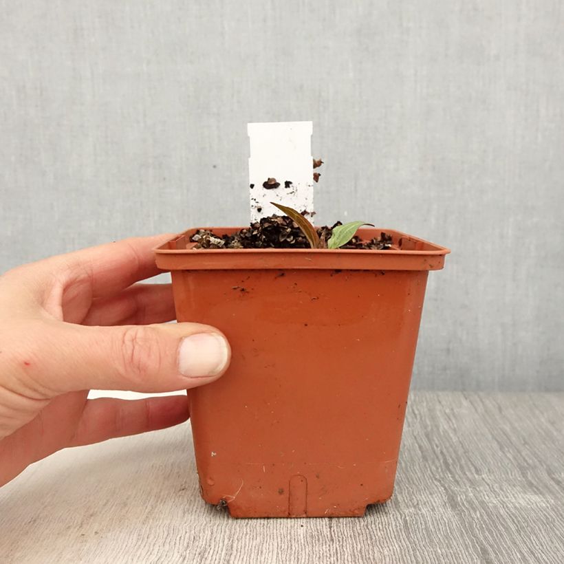 Exemplaar van Echinacea purpurea Summer Cocktail - Rode zonnehoed Pot van 1 l/1,5 l zoals geleverd in de lente