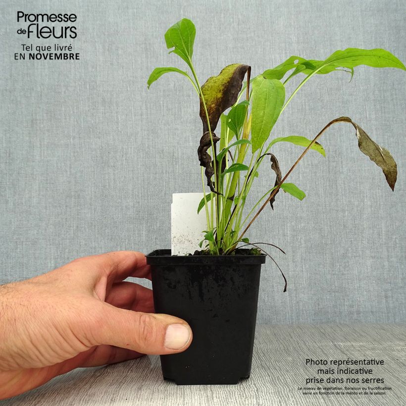 Exemplaar van Echinacea purpurea Sunrise - Rode zonnehoed Kweekpotje van 8/9 cm zoals geleverd in de herfst