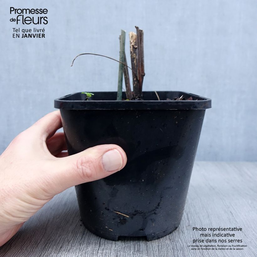 Example of Echinacea purpurea Virgin - Rode zonnehoed Pot van 2 l/3 l as you get in hiver