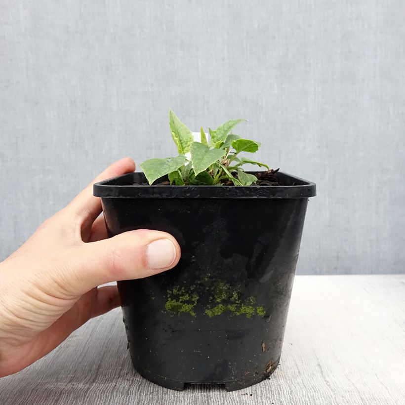 Exemplaar van Echinacea purpurea Virgin - Rode zonnehoed Pot van 2 l/3 l zoals geleverd in de lente