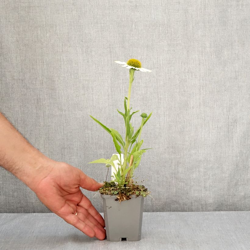 Exemplaar van Echinacea purpurea White Meditation - Rode zonnehoed Kweekpotje van 8/9 cm zoals geleverd in de zomer