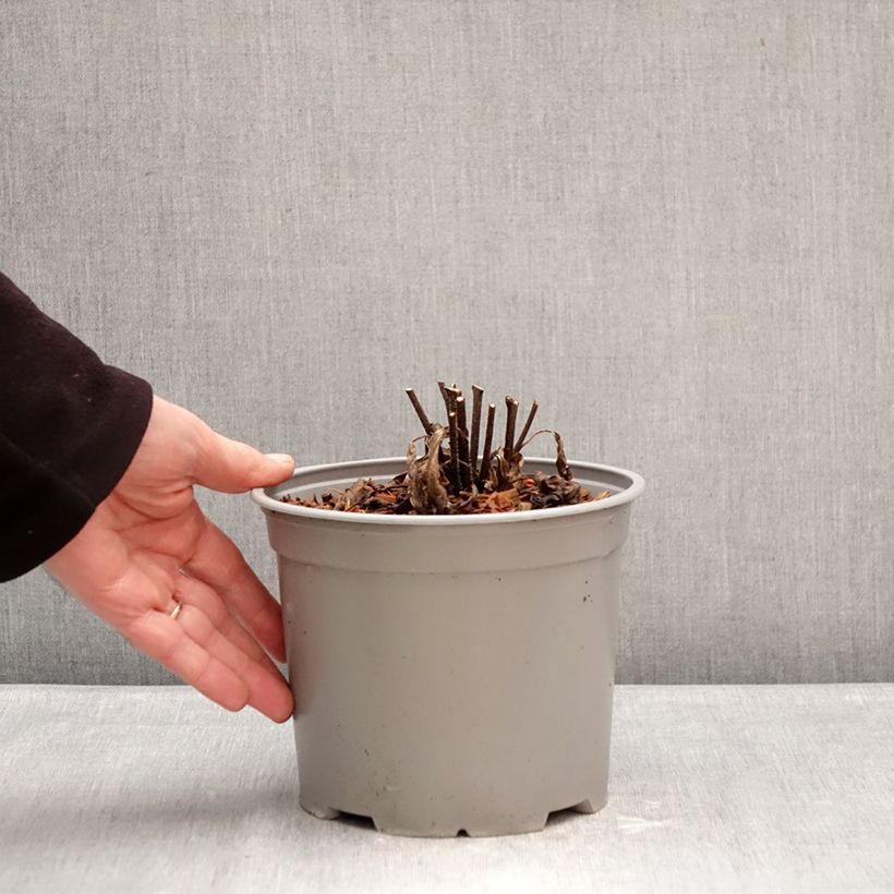 Exemplaar van Echinacea purpurea White Meditation - Rode zonnehoed Pot van 3 l/4 l zoals geleverd in de winter