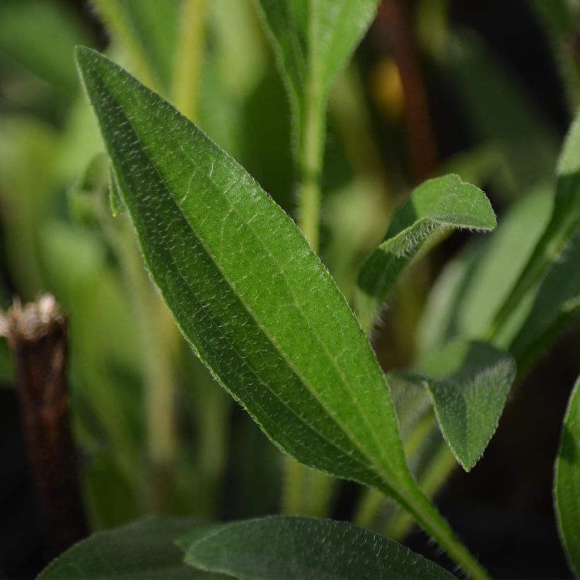Echinacea purpurea Southern Belle - Rode zonnehoed (Foliage)