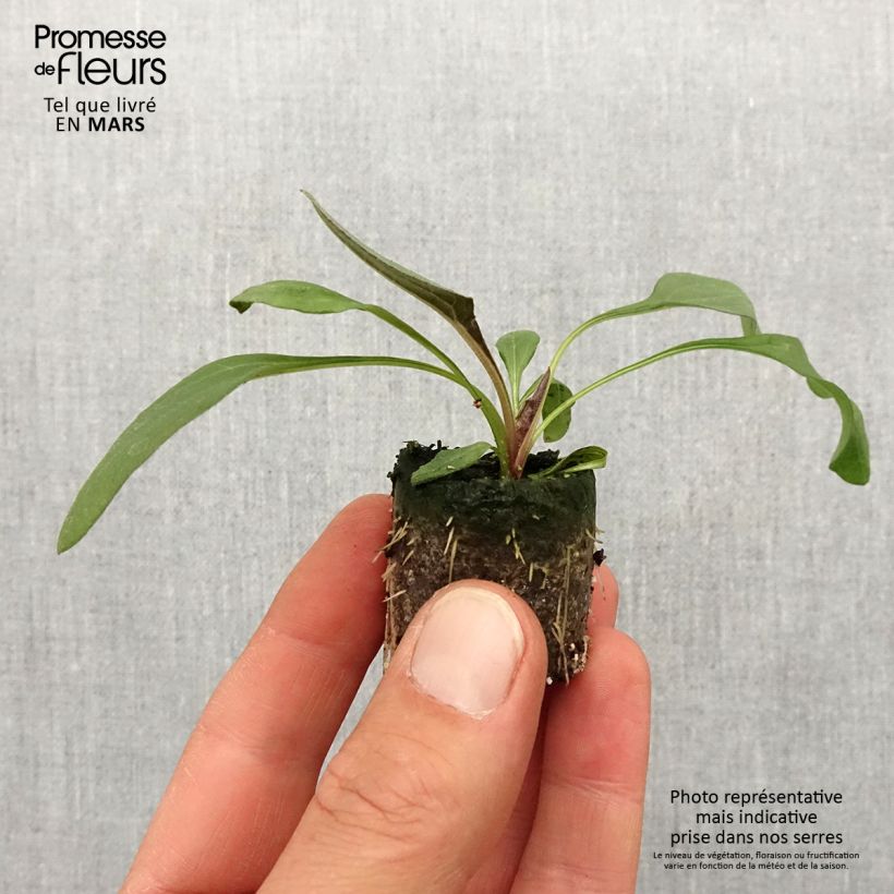 Example of Echinacea Sun Magic Vintage Orange - Echinacée Mini-mot Ø 3/4 cm as you get in printemps