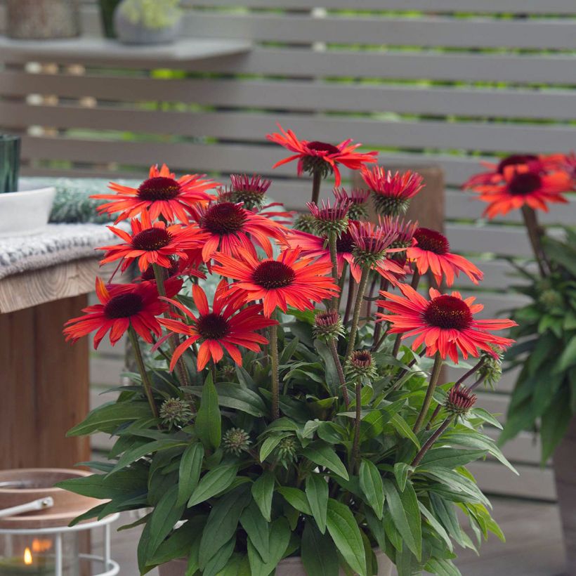 Echinacea Sun Magic Vintage Orange - Rode zonnehoed (Flowering)