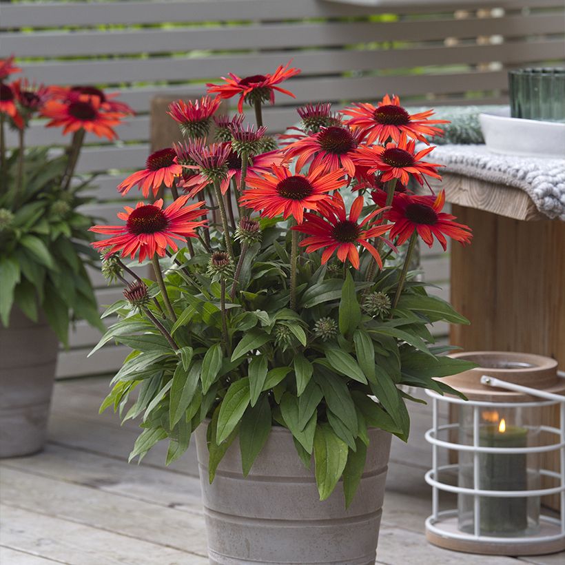 Echinacea Sun Magic Vintage Orange - Rode zonnehoed (Plant habit)