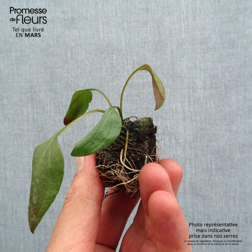 Example of Echinacea Sun Magic Vintage Pink - Echinacée Mini-mot Ø 3/4 cm as you get in printemps