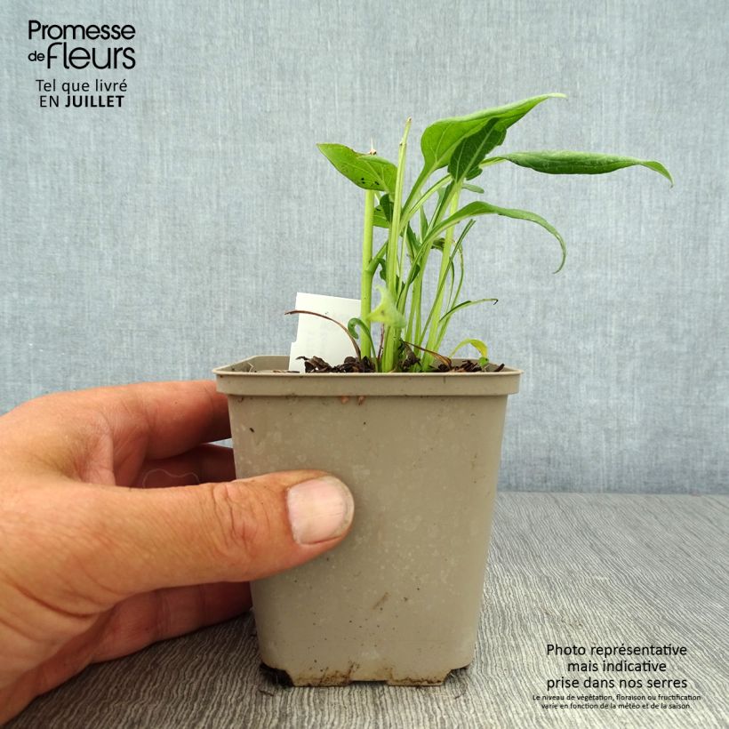 Exemplaar van Echinacea purpurea Sunny Days Lemon - Rode zonnehoed Kweekpotje van 8/9 cm zoals geleverd in de zomer
