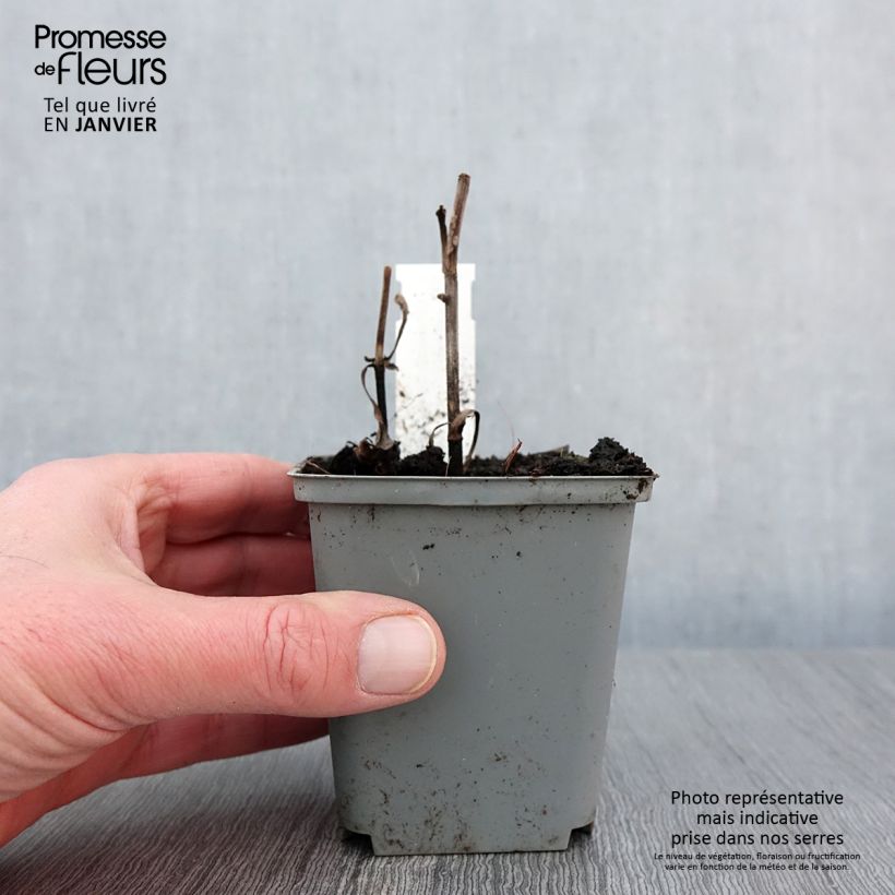 Exemplaar van Echinacea purpurea Sunny Days Lemon - Rode zonnehoed Kweekpotje van 8/9 cm zoals geleverd in de winter