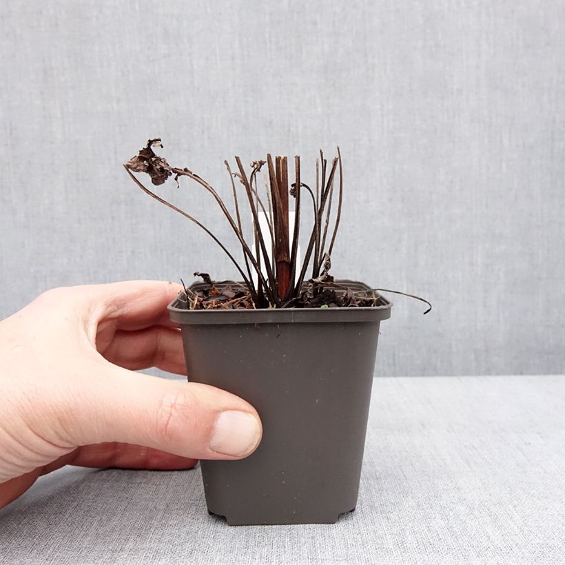 Example of Echinacea Sunny Meadow Mama - Echinacée Kweekpotje van 8/9 cm as you get in hiver