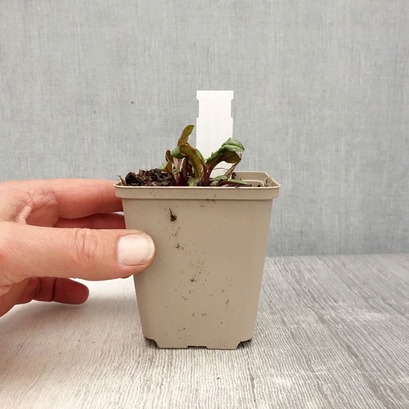 Exemplaar van Echinacea Sunny Meadow Mama - Rode zonnehoed Kweekpotje van 8/9 cm zoals geleverd in de lente