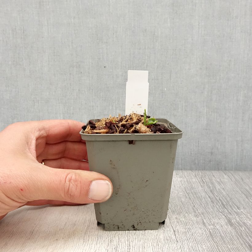 Exemplaar van Echinacea SunSeekers Apple Green - Rode zonnehoed Kweekpotje van 8/9 cm zoals geleverd in de lente