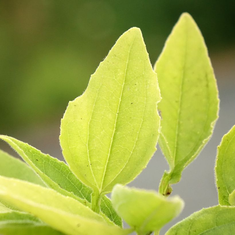 Echinacea SunSeekers Apple Green - Rode zonnehoed (Blad)