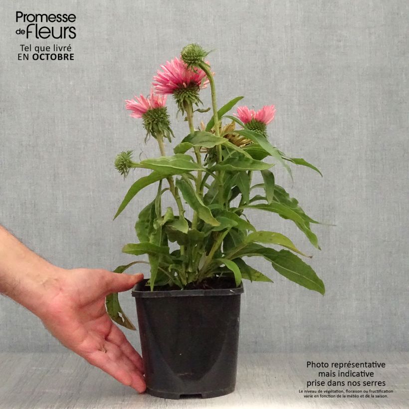 Exemplaar van Echinacea purpurea SunSeekers Salmon - Rode zonnehoed Pot van 2 l/3 l zoals geleverd in de herfst