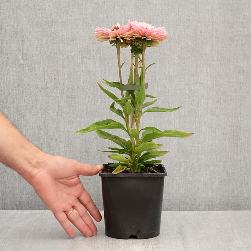 Exemplaar van Echinacea purpurea SunSeekers Salmon - Rode zonnehoed Pot van 2 l/3 l zoals geleverd in de zomer