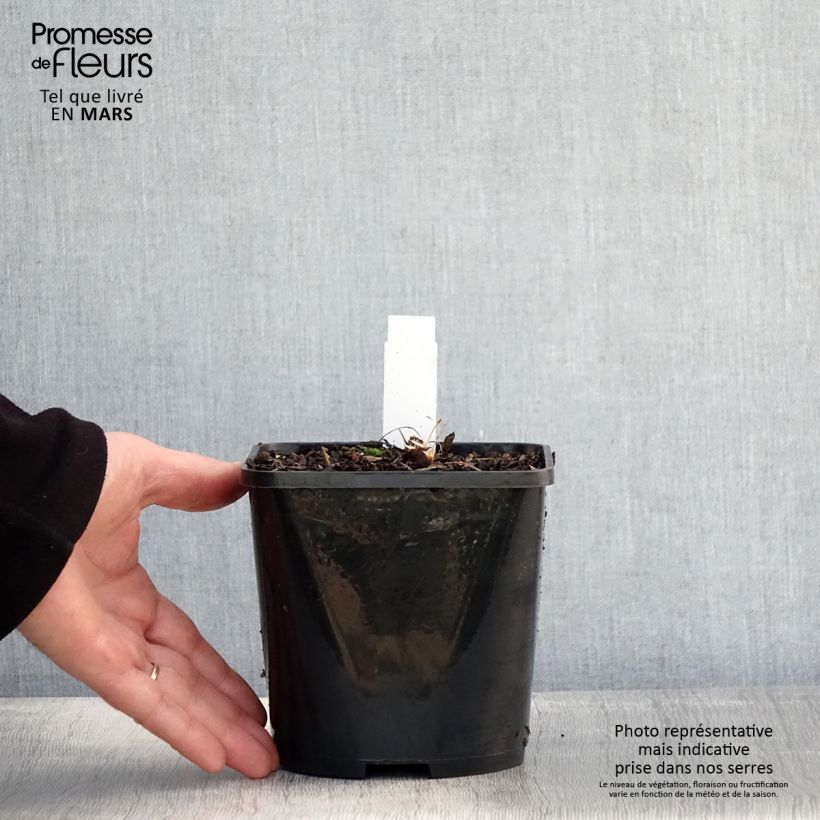 Exemplaar van Echinacea purpurea SunSeekers Salmon - Rode zonnehoed Pot van 2 l/3 l zoals geleverd in de lente