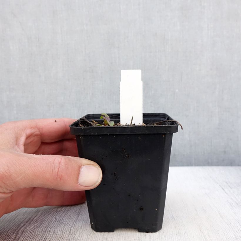 Exemplaar van Echinacea purpurea SunSeekers Sweet Fuchsia - Rode zonnehoed Kweekpotje van 8/9 cm zoals geleverd in de lente