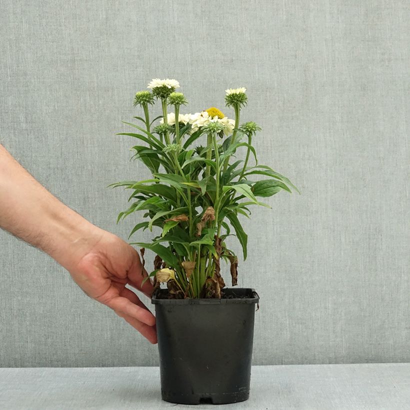Exemplaar van Echinacea SunSeekers White Perfection - Rode zonnehoed Pot van 2 l/3 l zoals geleverd in de zomer