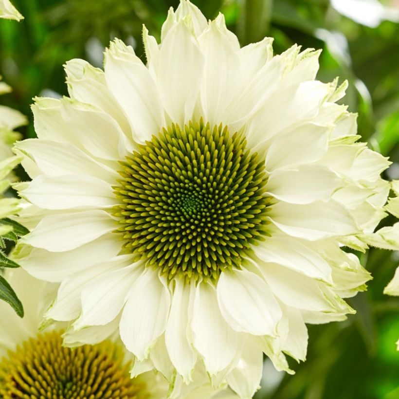 Echinacea SunSeekers White Perfection - Rode zonnehoed (Bloei)
