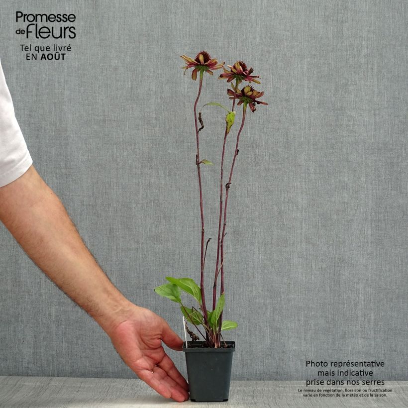 Exemplaar van Echinacea purpurea Sweet Sandia - Rode zonnehoed Kweekpotje van 8/9 cm zoals geleverd in de zomer