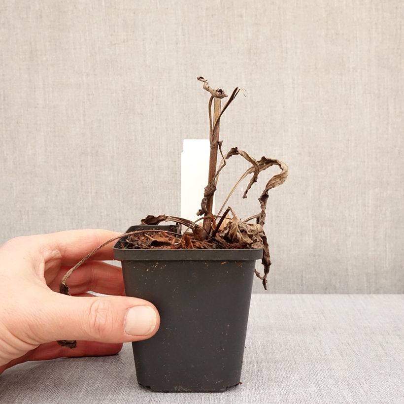 Example of Echinacea purpurea Sweet Sandia - Rode zonnehoed Kweekpotje van 8/9 cm as you get in hiver