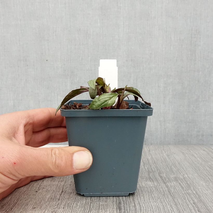 Exemplaar van Echinacea purpurea Sweet Sandia - Rode zonnehoed Kweekpotje van 8/9 cm zoals geleverd in de lente