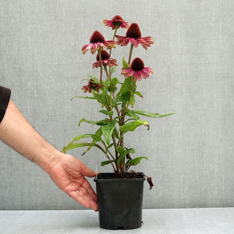 Exemplaar van Echinacea purpurea Sweet Sandia - Rode zonnehoed Pot van 2 l/3 l zoals geleverd in de zomer