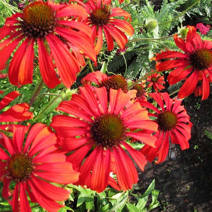 Echinacea Tomato Soup - Rode zonnehoed (Flowering)