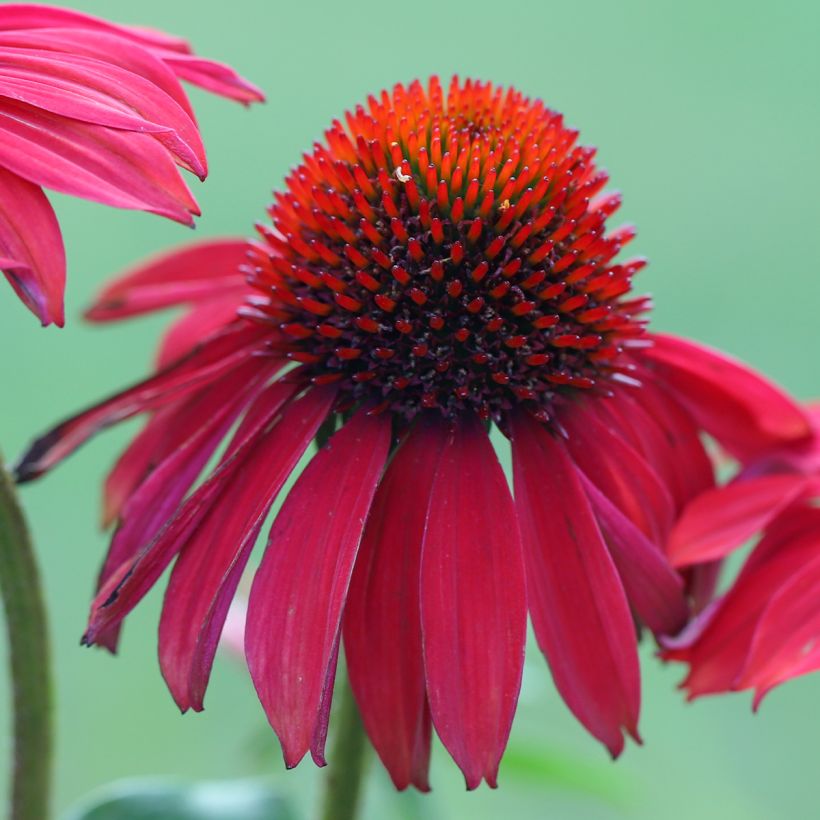 Echinacea Sombrero Baja Burgundy - Rode zonnehoed (Bloei)