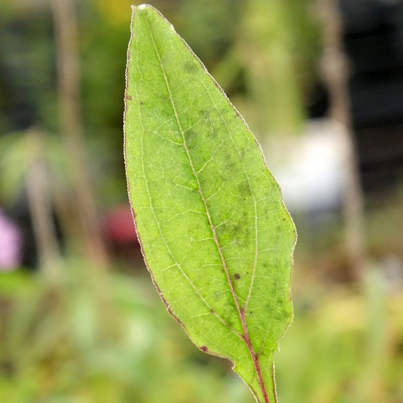 Echinacea Sombrero Baja Burgundy - Rode zonnehoed (Blad)