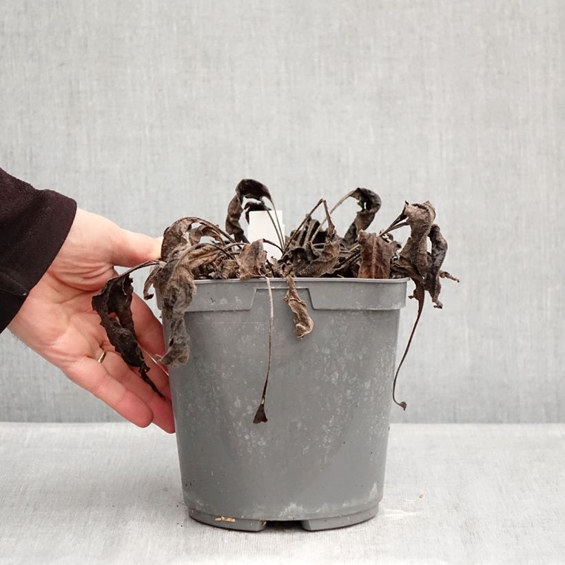 Exemplaar van Echinacea Sombrero Baja Burgundy - Rode zonnehoed Pot van 2 l/3 l zoals geleverd in de winter