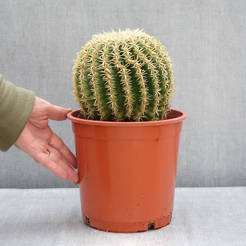 Example of Echinocactus grusonii var. brevispinus - Coussin de Belle-mère Pot van 4 l/5 l as you get in hiver