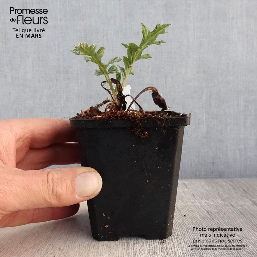 Exemplaar van Echinops bannaticus Blue Glow - Kogeldistel Kweekpotje van 8/9 cm zoals geleverd in de lente