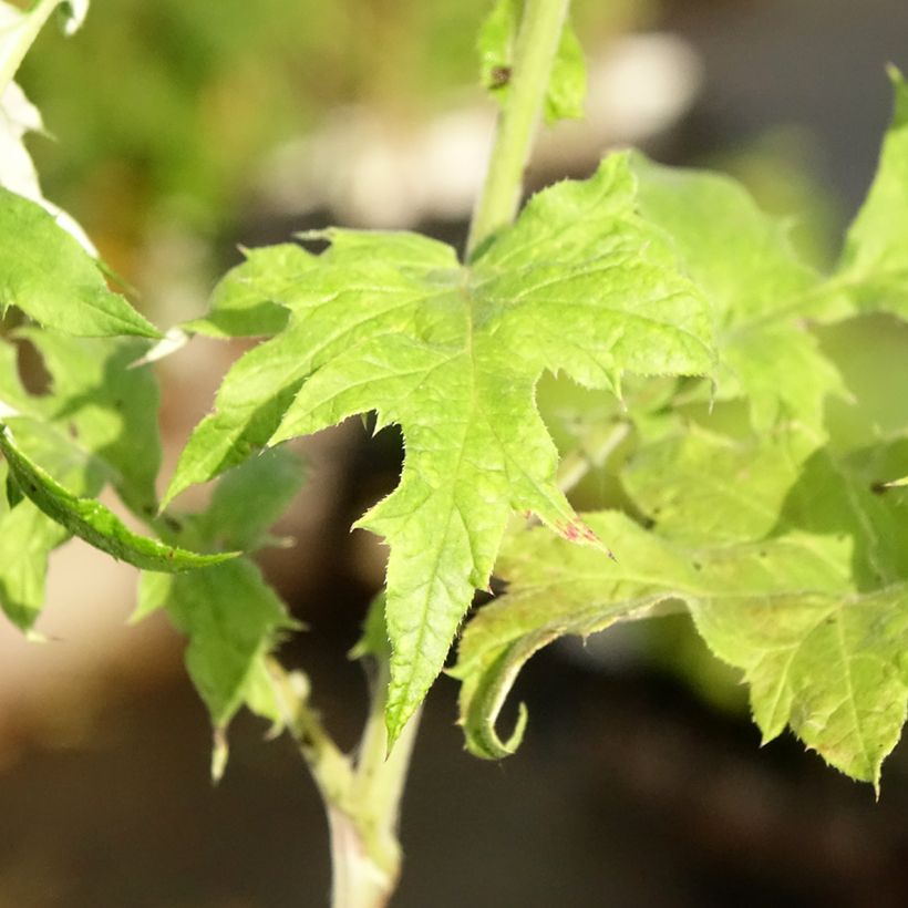Echinops bannaticus Blue Glow - Kogeldistel (Blad)