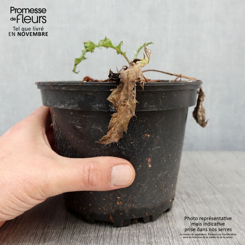 Exemplaar van Echinops bannaticus Taplow Blue - Chardon boule Pot de 2L/3L zoals geleverd in de herfst