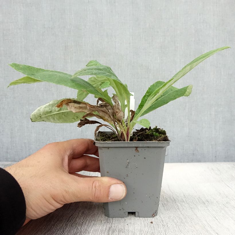 Exemplaar van Echinops ritro Veitch's Blue - Kogeldistel Kweekpotje van 8/9 cm zoals geleverd in de herfst