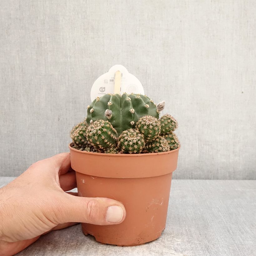 Exemplaar van Echinopsis multiplex - Zee-egelcactus Pot van 1 l/1,5 l zoals geleverd in de lente