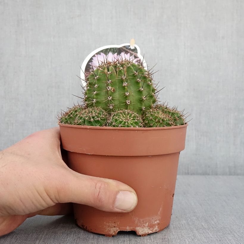 Example of Echinopsis multiplex - Boule de Moïse Pot van 1 l/1,5 l as you get in hiver