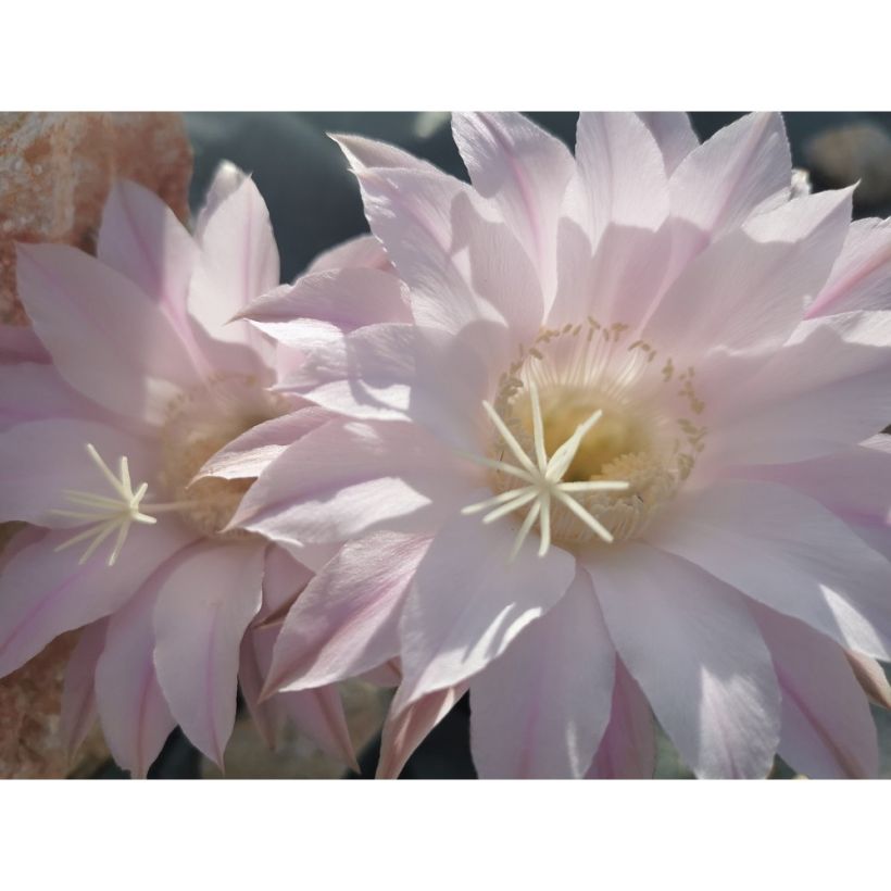 Echinopsis subdenudata - Domino cactus (Flowering)